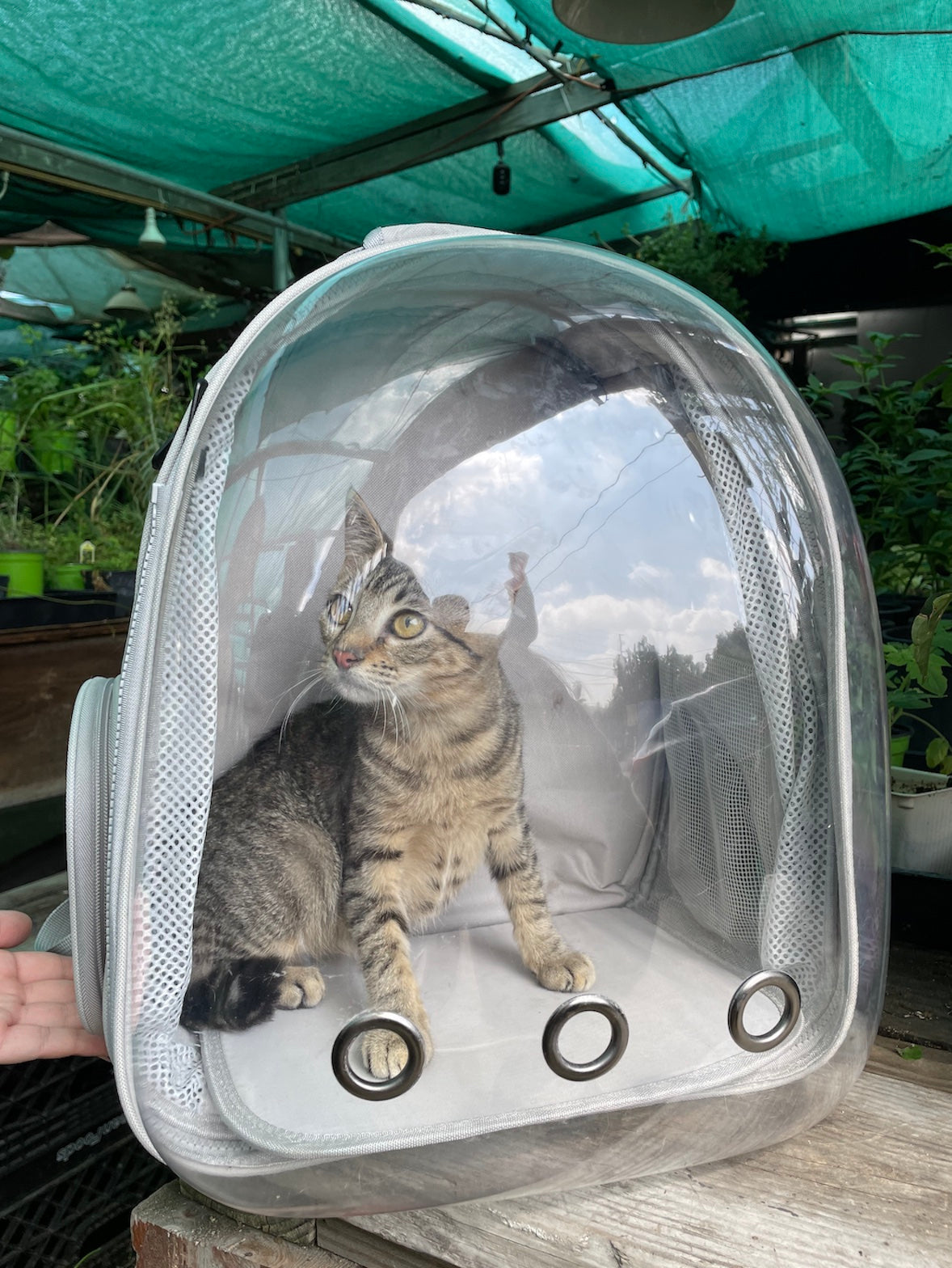 Cat inside a transparent pet carrier with a person holding it, outdoors.